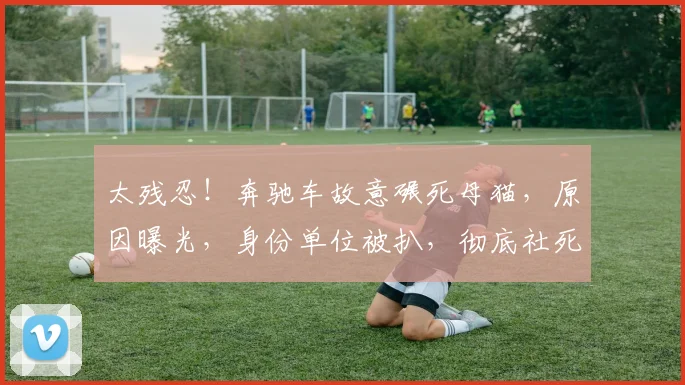 太残忍！奔驰车故意碾死母猫，原因曝光，身份单位被扒，彻底社死